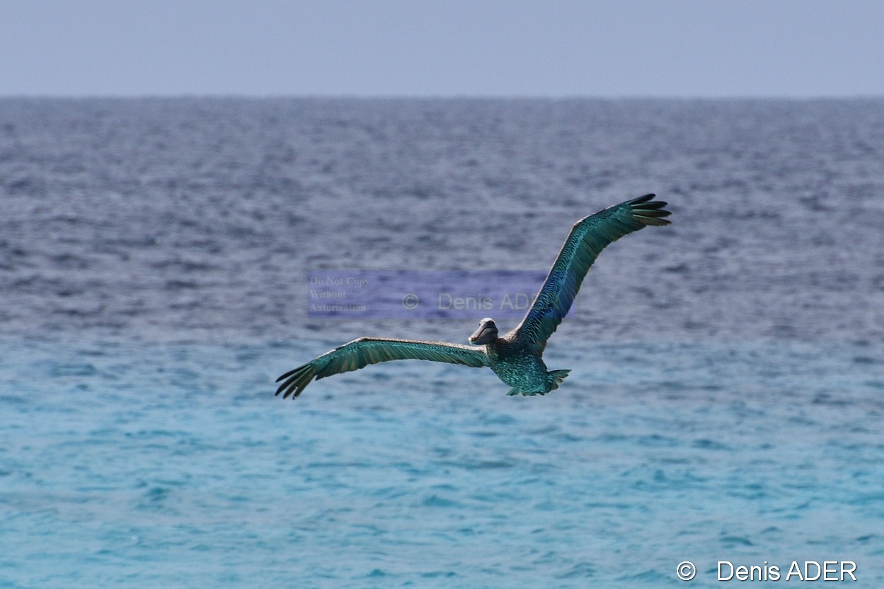 Pelecanus occidentalis Pelican brun brown pelican DSC_7935_00078_tn.jpg